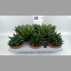 Aloe   ...mix