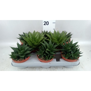 Aloe   ...mix