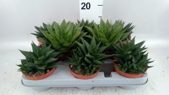 <h4>Aloe   ...mix</h4>