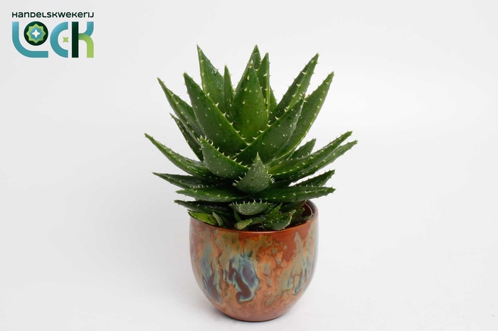 <h4>Aloe Mitriformis in Luuk Orange pot</h4>