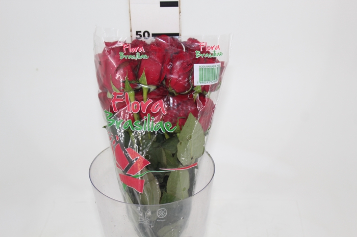 <h4>ROSA FREEDOM 050 CM ESTUFA</h4>