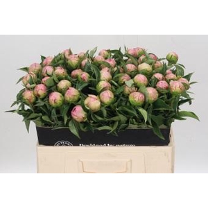 Paeonia Catharina Fontijn