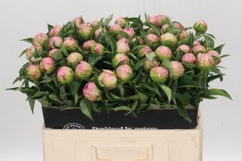 <h4>Paeonia Catharina Fontijn</h4>