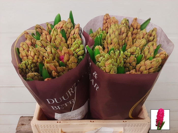 <h4>HYAC JAN BOS</h4>