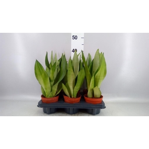 Sansevieria trifa. 'Moonshine'