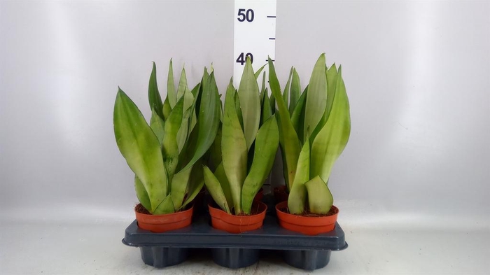 Sansevieria trifa. 'Moonshine'