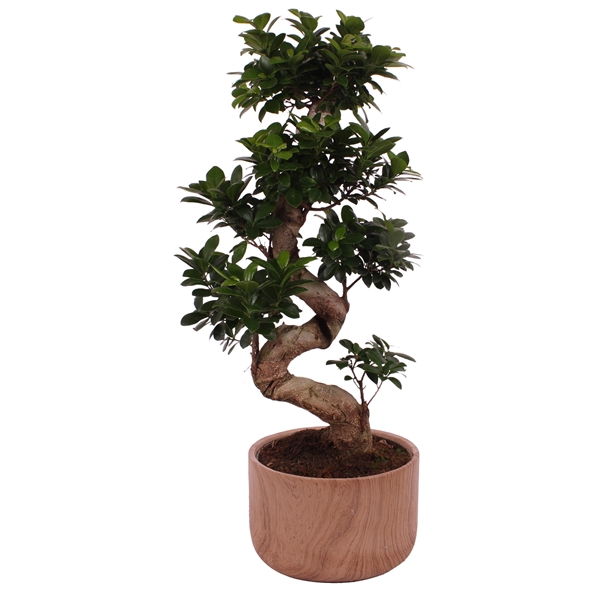 <h4>Ficus. Ginseng S-Shape Ø24cm in Ø26cm Ceramic NT565</h4>