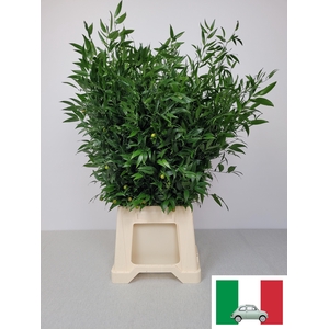 RUSCUS KORT PB