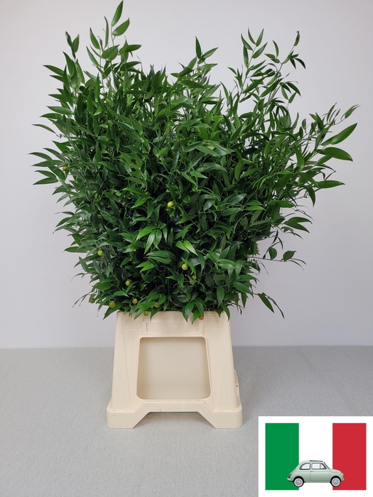 <h4>RUSCUS KORT PB</h4>