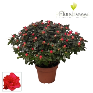 Azalea Flandresse® 'rood' 37 - 40 cm