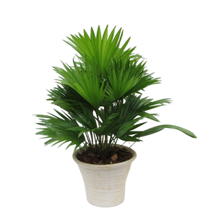 Livistona in hosta big cremé met schors