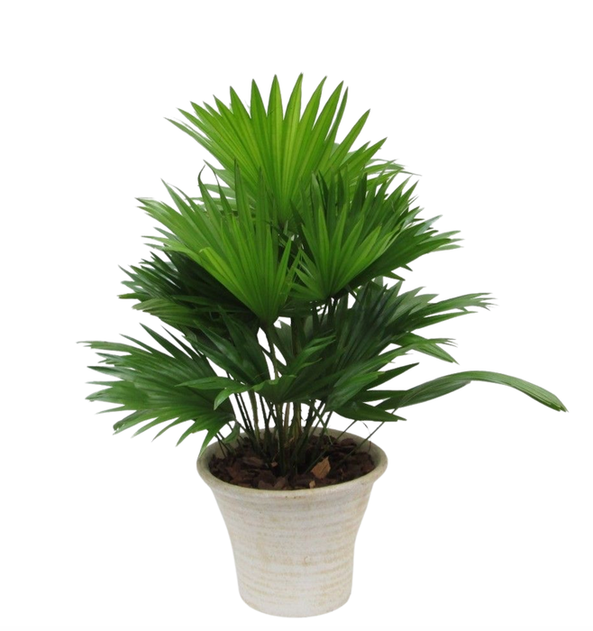 <h4>Livistona in hosta big cremé met schors</h4>