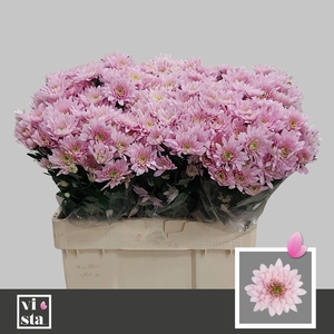 CHR TR PASTELA PINK 50 GR.