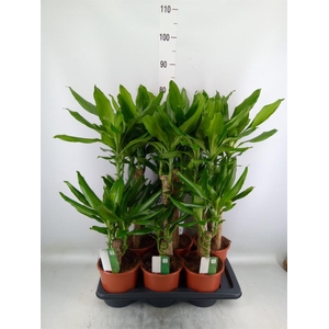 Dracaena frag. 'Steudneri'