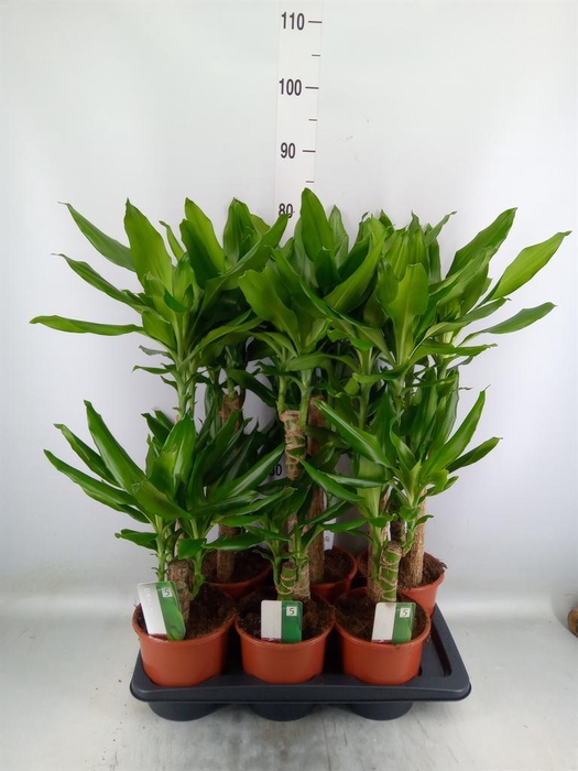 <h4>Dracaena frag. 'Steudneri'</h4>