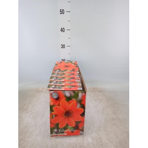 Dahlia   ...flowerbulbs