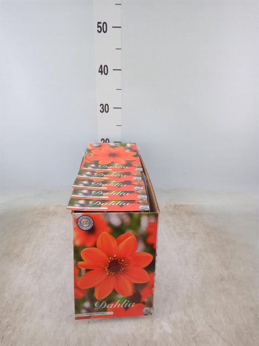 <h4>Dahlia   ...flowerbulbs</h4>