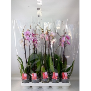 Phalaenopsis   ...mix