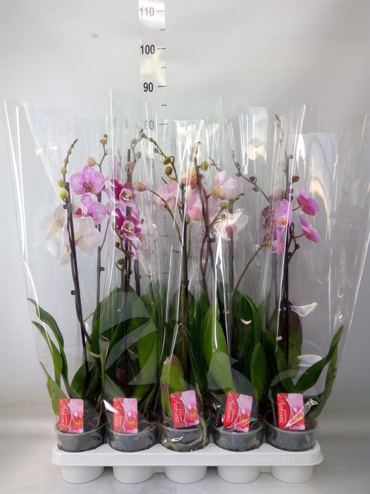 <h4>Phalaenopsis ...mix</h4>
