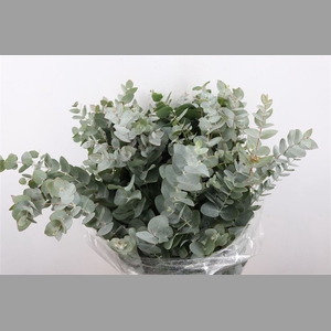 Euca Cinerea 300gr P Bunch S A