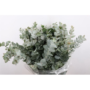 Euca Cinerea 300gr P Bunch S A