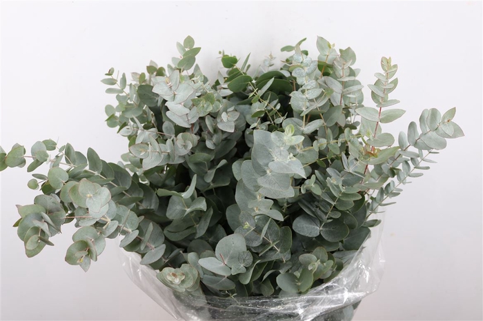 <h4>Euca Cinerea 300gr P Bunch S A</h4>