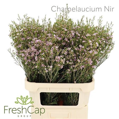 <h4>Chame Un Early Nir Rose</h4>