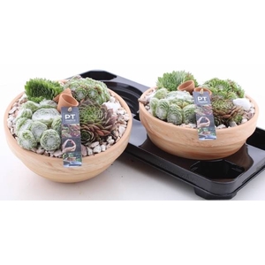 ARR SEMPERVIVUM