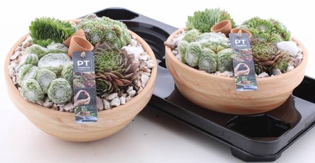 <h4>ARR SEMPERVIVUM</h4>