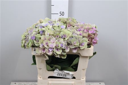 <h4>Hydr Cl M Beau Papil</h4>
