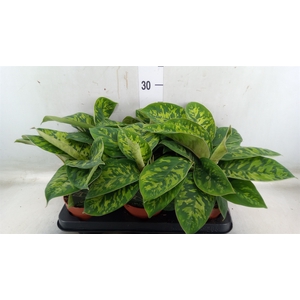 Homalomena  'Camouflage'