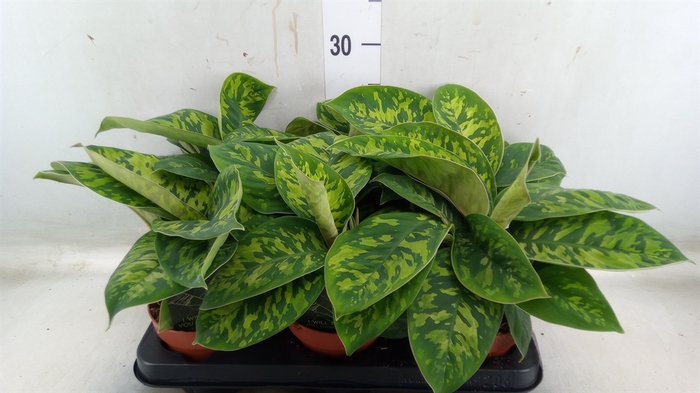 <h4>Homalomena  'Camouflage'</h4>