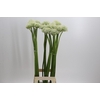 Allium White Giant