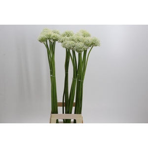 Allium White Giant
