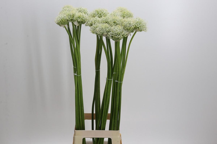 <h4>Allium White Giant</h4>