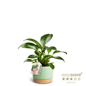 PHILODENDRON ERUBESCENS P7