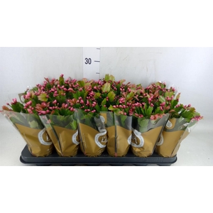 Schlumbergera   ...