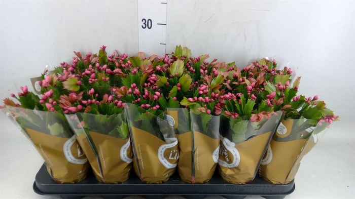 <h4>Schlumbergera   ...</h4>