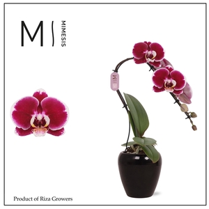 Mimesis Phal. Swan Red - 1 spike 7cm in Martine Black Ceramic