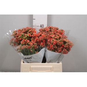 Kal Flamin Or Meadow