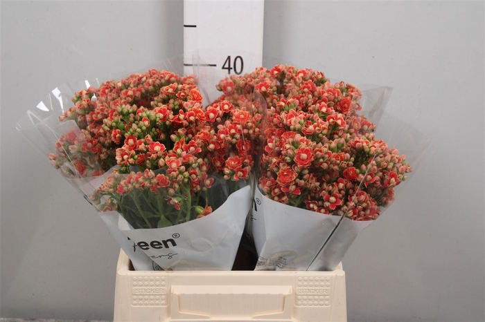 <h4>Kal Flamin Or Meadow</h4>