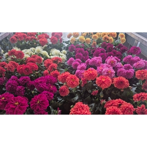 DAHLIA MIXK 5 KL