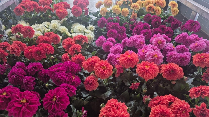 <h4>DAHLIA MIXK 5 KL</h4>