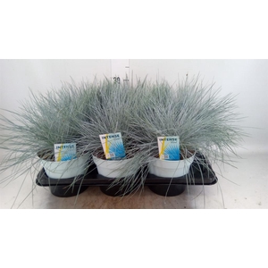 Festuca glauca 'Intens Blue'