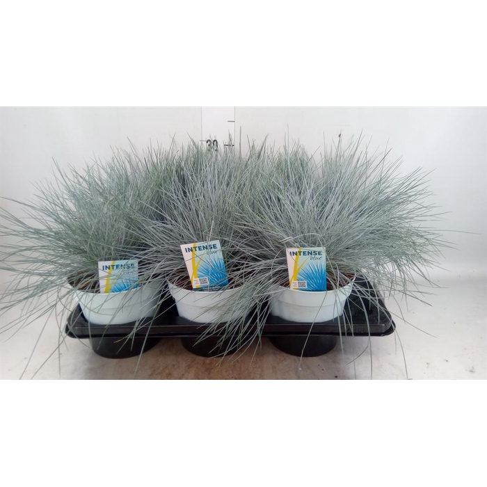 <h4>Festuca glauca 'Intens Blue'</h4>