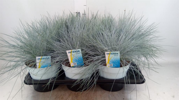 Festuca glauca 'Intens Blue'