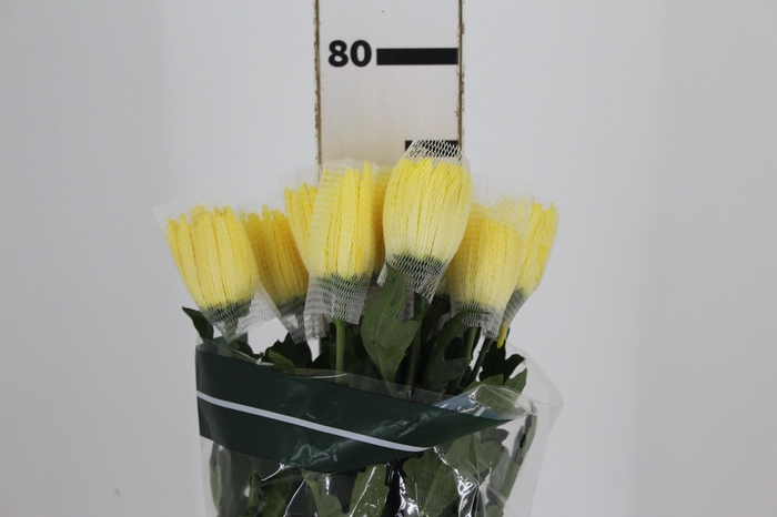 ANASTASIA SUNNY 080 CM AMARELO