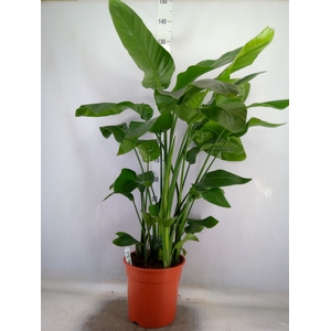 Strelitzia nicolai