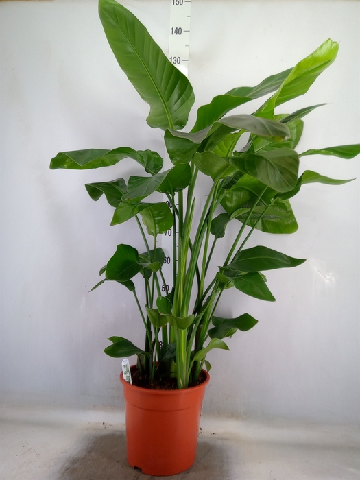 <h4>Strelitzia nicolai</h4>