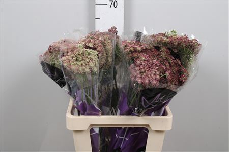 <h4>Daucus Carota Dara</h4>